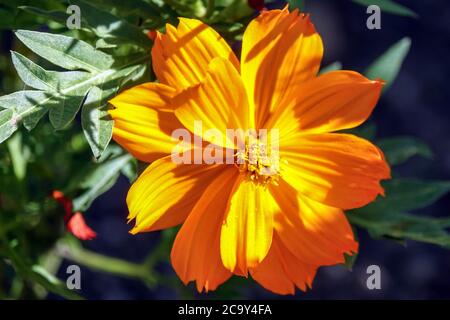 Sulphur Cosmos fiore Cosmos comune 'arancione cosmico' fiore Cosmos sulfureo Foto Stock