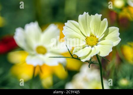 Cosmos Xanthos giallo pallido Foto Stock