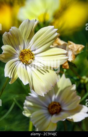 COSMOS bipinnatus Xanthos, Hardy annuals Cosmos 'Xanthos' Cosmos annuals Foto Stock