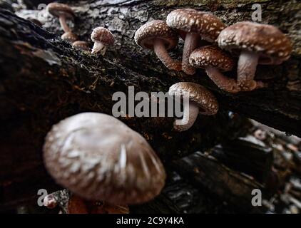 Karany, Repubblica Ceca. 29 luglio 2020. I funghi shiitake (Lentinula edodes) nei locali di produzione di Karany, Repubblica Ceca, 29 luglio 2020. Credit: Roman Vondrous/CTK Photo/Alamy Live News Foto Stock