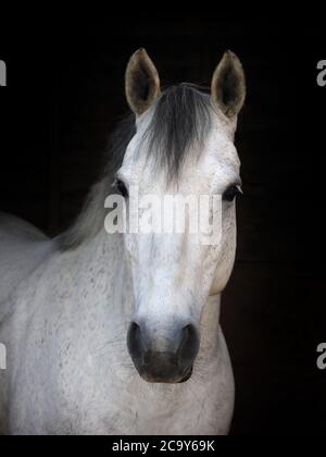 Un'immagine di un pony nativo grigio isolato su uno sfondo nero. Foto Stock