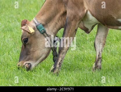 Una mucca di latte di Jersey che pascolano nello Yorkshire, Inghilterra. La mucca indossa un collare di vacca e le etichette auricolari. Foto Stock