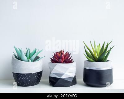 Piante succulente verdi e rosse in moderne plantatrici geometriche in calcestruzzo su ripiano bianco isolato su fondo bianco della parete. Tre bellissimi neri e silve Foto Stock