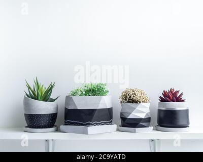 Piante succulente verdi e rosse e fiori bianchi in moderne piantatrici geometriche in calcestruzzo su ripiano bianco isolato su fondo bianco con copia spac Foto Stock