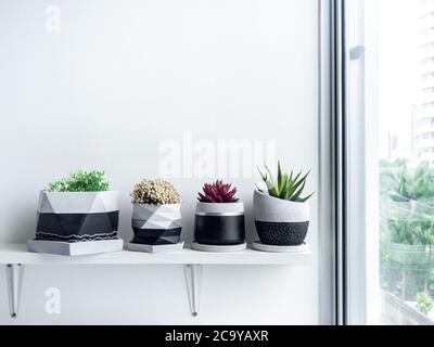 Piante e fiori succulenti verdi e rossi in moderne piantatrici geometriche in cemento su ripiano bianco su sfondo bianco vicino al vetro della finestra in appartamenti Foto Stock