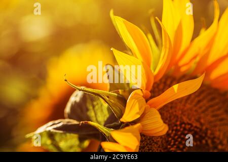 Primo piano di teste di girasole in fiore in campo coltivato nel luminoso e soleggiato pomeriggio estivo Foto Stock