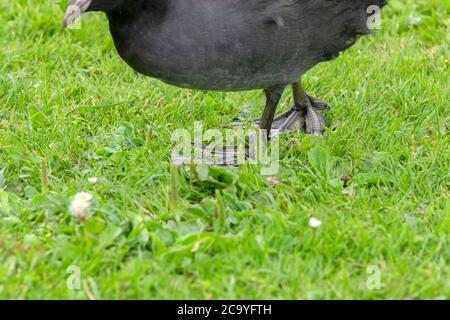 Foot of Eurasian Coot Walking a Amsterdam Paesi Bassi 29-7-2020 Foto Stock