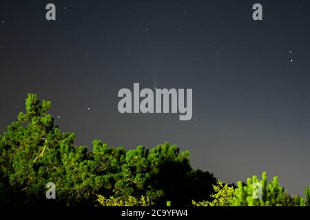 La cometa Neoswise o C/2020 F3, spara nel luglio 2020 dall'Italia, isolata nel cielo notturno blu sopra gli alberi. Rosolina Mare, Italia. Foto Stock