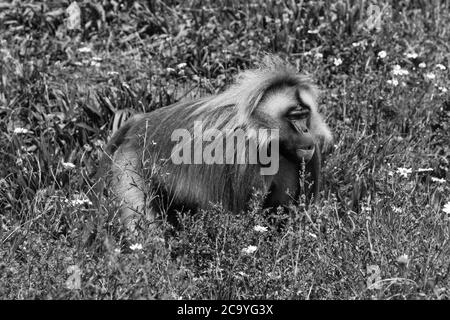 Maschio Gelada ((Theropithecus gelada) progetto Wild Place, Bristol Inghilterra UK. Luglio 2019 Foto Stock