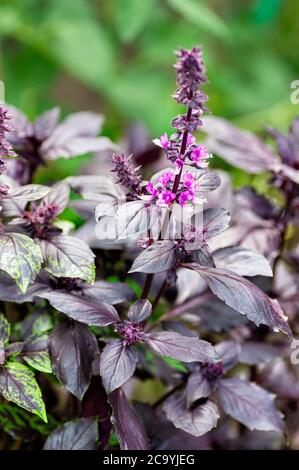 Basilico in fiore con foglie viola, primo piano. Messa a fuoco selettiva. Telaio verticale. Foto Stock