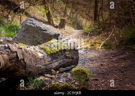 Albero tosse nella Riserva Naturale Nazionale di Wrens a Dudley Foto Stock
