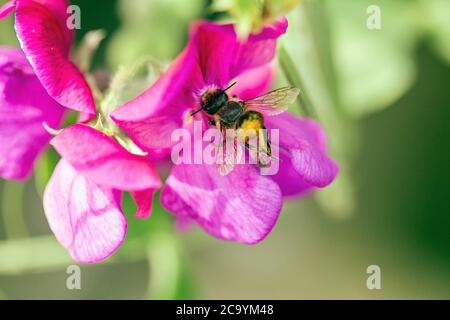 Macro shot di un'ape che visita un fiore rosa Foto Stock