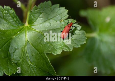 comune coleottero cardinale su una foglia di jostaberry Foto Stock