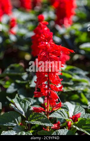 Una mostra di fiori rossi di salvia sull'isola di Bermuda Foto Stock