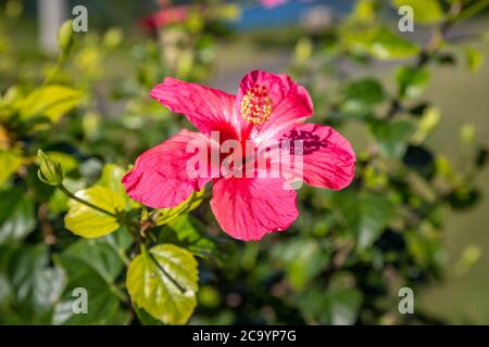 Un fiore rosa di ibisco che cresce sull'isola di Bermuda Foto Stock