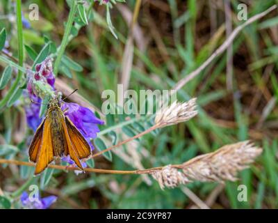 farfalla skipper su vetch comune Foto Stock