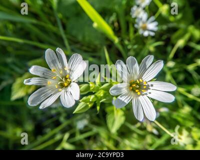 più grande cucitchwort che soffia nella brezza Foto Stock