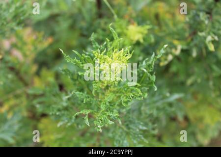 L'immagine mostra un campo di mugwort nel giardino Foto Stock