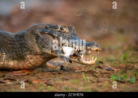 Un Caiman Pantanal (Caiman yacare) che mangia un Piranha nel Pantanal del Sud, Brasile Foto Stock