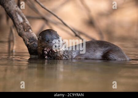 Una lontra neotropica (Lontra longicaudis) che si nutre di un piccolo pesce nel Pantanal del Sud, in Brasile Foto Stock