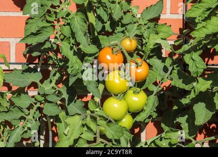 Alcuni pomodori verdi e rossi grandi su un cespuglio che cresce al muro di una casa. Concetto di agricoltura. Foto Stock