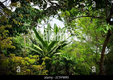 Piante e alberi subtropicali all'interno della foresta pluviale Biome al complesso di progetto Eden in Cornovaglia. Foto Stock