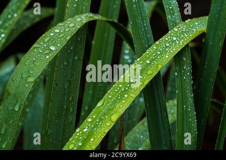 Perline di acqua sulle foglie di una pianta di Iris. Foto Stock