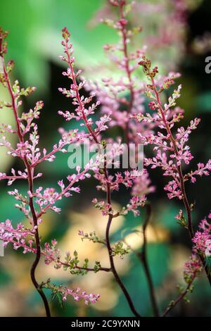 Astilbe semplicifolia Dunkellachs Falso Spirea Foto Stock