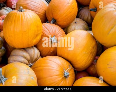 Piccole zucche decorative al mercato. Vendemmia autunnale prima del Ringraziamento. Vista dall'alto Foto Stock