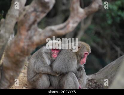 Un paio di scimmie giapponesi macaque neve sono visti seduti e coccolarsi nel loro habitat naturale foresta vicino Kyoto Giappone Foto Stock