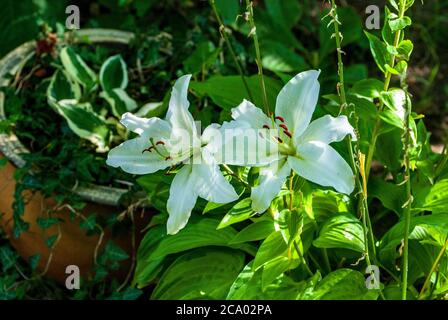 Fiori di Giglio. Foto Stock