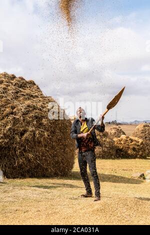 Uomo che getta il grano in aria durante la trebbiatura, provincia di Wollo, regione di Amhara, Etiopia, Africa Foto Stock