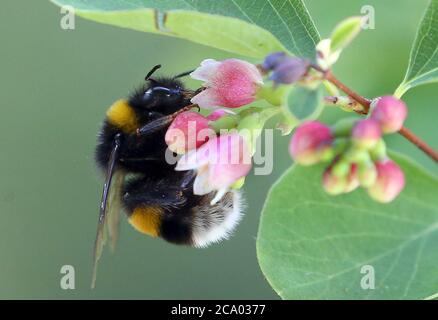 Berlino, Germania. 30 luglio 2020. Un bumblebee di terra, che appartiene al genere delle api reali, si siede sul fiore di un bacca di neve e raccoglie nettare per l'approvvigionamento invernale con il suo lungo tronco succhiante alla fine dell'abito estivo. Credit: Wolfgang Kumm/dpa/Alamy Live News Foto Stock