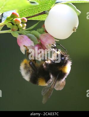 Berlino, Germania. 30 luglio 2020. Un bumblebee di terra, che appartiene al genere delle api reali, si siede sul fiore di un bacca di neve e raccoglie nettare per l'approvvigionamento invernale con il suo lungo tronco succhiante alla fine dell'abito estivo. Credit: Wolfgang Kumm/dpa/Alamy Live News Foto Stock