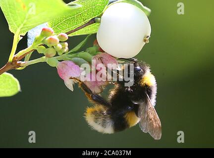 Berlino, Germania. 30 luglio 2020. Un bumblebee di terra, che appartiene al genere delle api reali, si siede sul fiore di un bacca di neve e raccoglie nettare per l'approvvigionamento invernale con il suo lungo tronco succhiante alla fine dell'abito estivo. Credit: Wolfgang Kumm/dpa/Alamy Live News Foto Stock