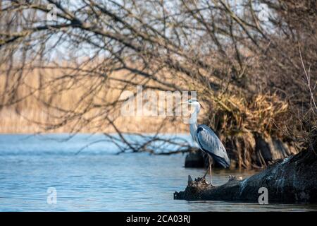 Bella pesca di airone grigio su un lago Foto Stock