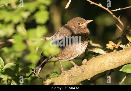 Uccello nero giovanile in luce del sole, Bilton Lane, Harrogate Foto Stock