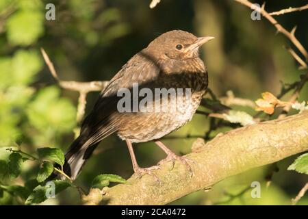 Uccello nero giovanile in luce del sole, Bilton Lane, Harrogate Foto Stock