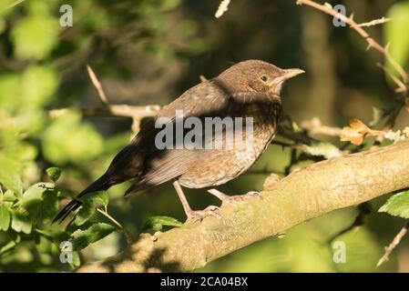 Uccello nero giovanile in luce del sole, Bilton Lane, Harrogate Foto Stock