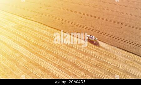 La vista aerea del drone della mietitrebbia raccoglie la granella da raccolto in un campo di grano in estate, giorno di sole. Macchine agricole lavora in terreni agricoli Foto Stock