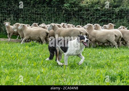 Nuova Zelanda huntaway x collie e pecore Foto Stock