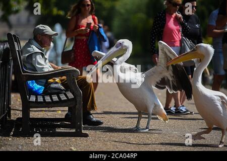 Pellicani a St James's Park a Londra. Foto Stock