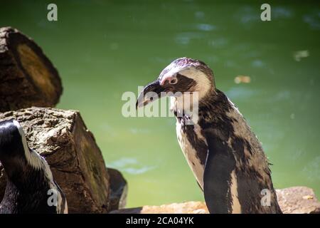 Gruppo di pinguini africani nel parco naturale Foto Stock