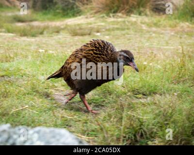 takahe e gli uccelli neozelandesi esplorano il campeggio lungo il grande sentiero Heaphy Foto Stock