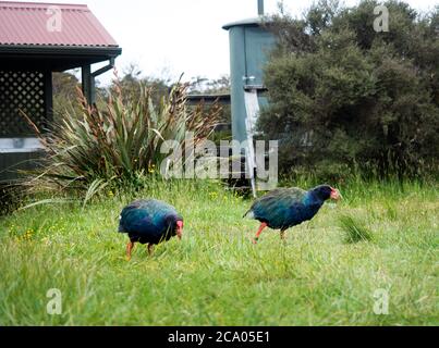 takahe e gli uccelli neozelandesi esplorano il campeggio lungo il grande sentiero Heaphy Foto Stock
