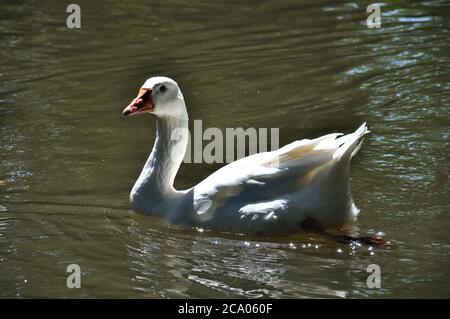 Un'oca bianca nuota sul lago Foto Stock