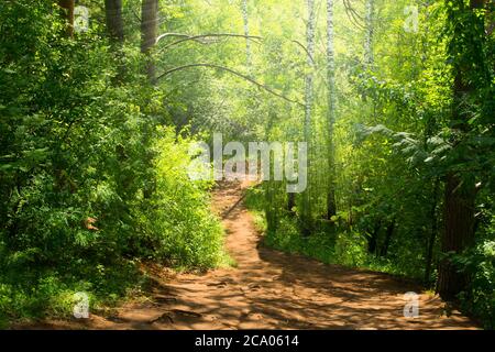 Il sentiero nella foresta che scende e i raggi luminosi del sole che illuminano la strada Foto Stock