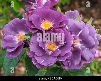 Primo piano dei bellissimi fiori viola di una rosa, varietà Rhapsody in Blu, in un giardino Foto Stock
