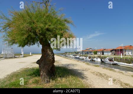 Tamarisco nel porto di Audenge, comune di allevamento di ostriche, si trova sulla riva nord-est della baia di Arcachon, in Francia Foto Stock