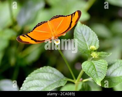 Macro di Julia farfalla (Dryas iulia) alimentazione su fiore (Lantana camara) visto dall'alto Foto Stock